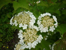 Hydrangea quercifolia "Sike