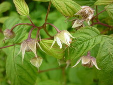 Fleurs de framboisier