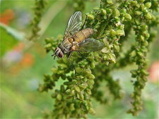 Solieria pacifica