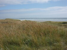 Dune fixée par les oyats