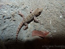 Tarentola mauritanica (Tarente de Maurétanie)