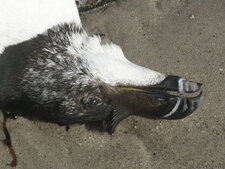 Pingouin torda