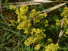 Gaillet vrai (galium verum)