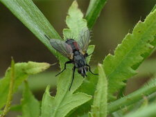 Eriothrix rufomaculatus