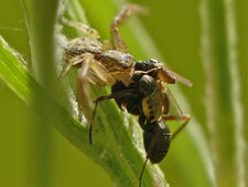 Diptères Milichiidae