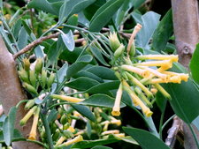 Tabac arborescent (Nicotiana glauca)