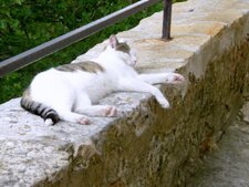 Chat zen