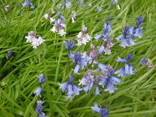 Jacinthes des bois