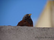 Bruant du Sahara (Emberiza sahari)