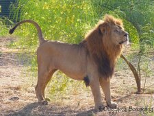 Lion de l
