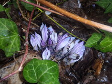 Fleur violette inconnue