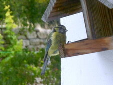 Mésange bleue