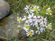 Aster à feuilles d