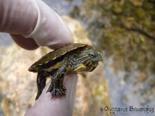 Émyde lépreuse (Mauremys leprosa)