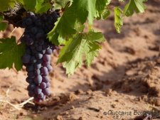 Vitis vinifera (La vigne)