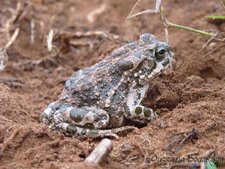 Crapaud berbère (Bufo mauritanicus)
