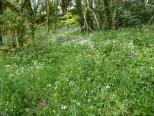 Prairie fleurie