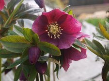 Rose de Noël