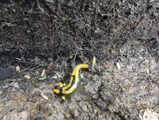 Salamandre tâchetée