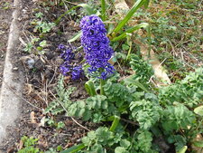 Jacinthe