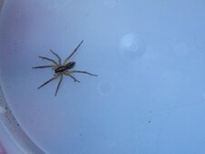 Dolomedes fimbriatus