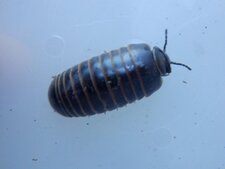 Diplopode (Glomeris annulata)