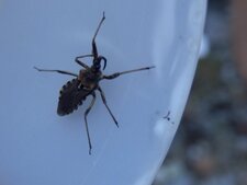 réduve (rhinocoris cuspidatus)