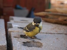 Bébé mésange charbonnière