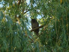 Hibou Grand Duc - Bubo bubo