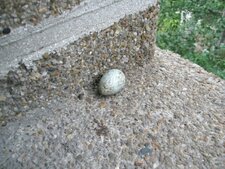 oeuf de merle