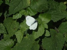 Piéride, PIeris sp