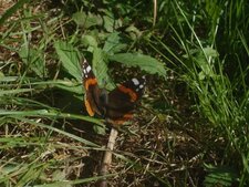 Vulcain, Vanessa atalanta