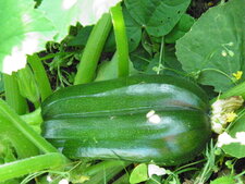 Courgette verte maraîchère