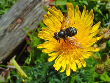 Sericomyia militaris (3)