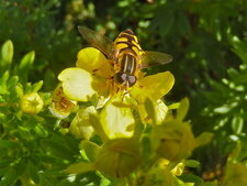 Le grand Syrphide à bandes thoraciques
