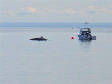 La Baleine de Minke