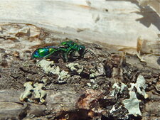 Chrysis sp.