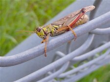 Le Mélanople à pattes rouges