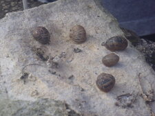 Escargots
