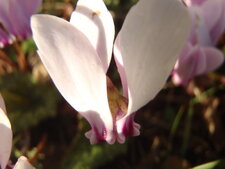 Cyclamen 