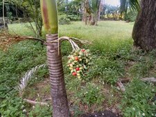 Fruits du palmier. Drupes. 
