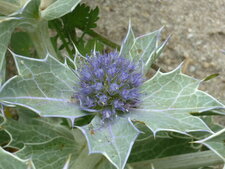 Chardon bleu des dunes