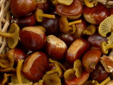 Cueillette du jour : champignons et châtaignes