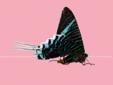 Papillon (le chinois)
