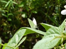 Papillon