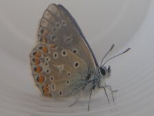 Papillon Le Bel-Argus