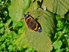 Vulcain, Vanessa atalanta