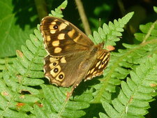 Papillon "tircis"