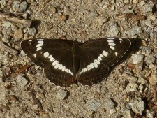 Papillon "petit sylvain"