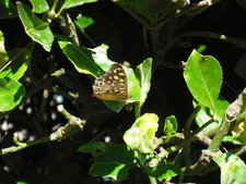 Papillon sur fusain